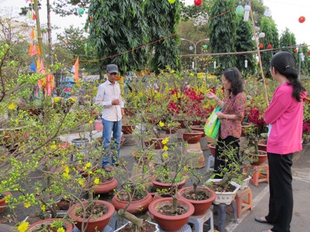 Nhiều loại hoa khoe sắc tại Hội hoa Xuân TP Hồ Chí Minh ảnh 11